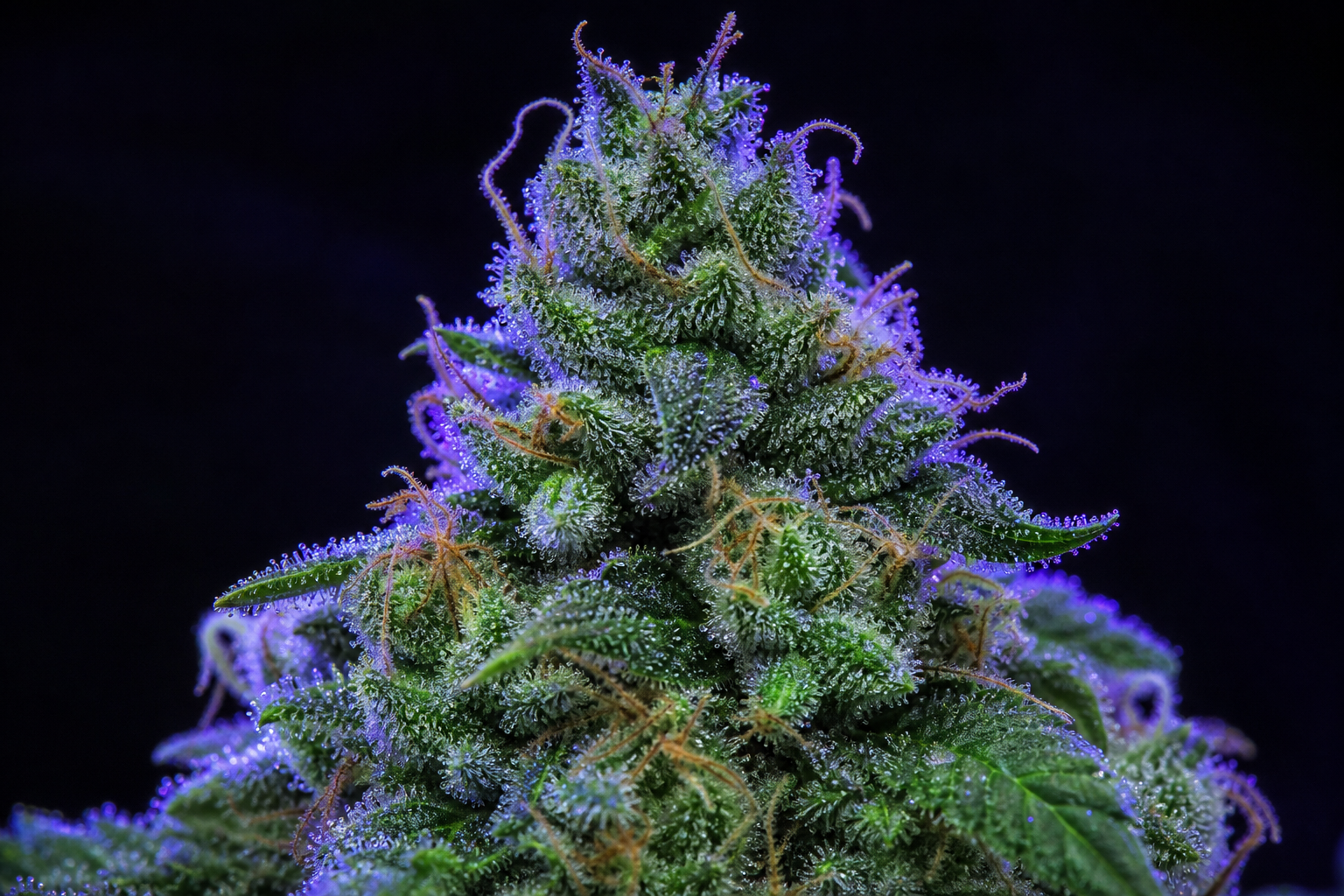 Macro detail of cannabis trichomes used to illustrate product-quality evaluation